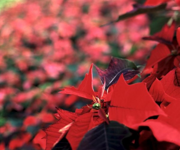 Christmas-flower-poinsettia-closeup-medium